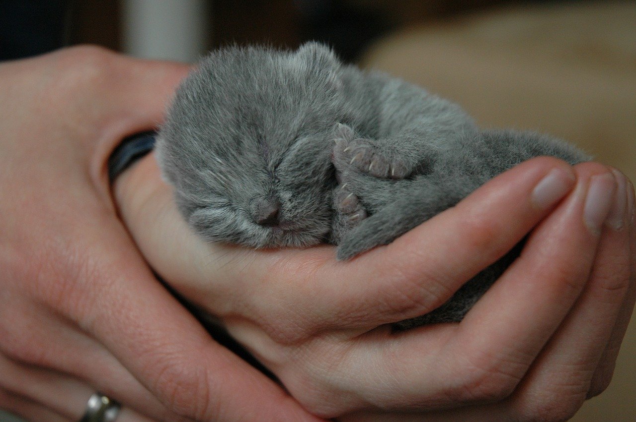 In beweging vruchten Bij elkaar passen De Britse korthaar is de leukste huiskat - Britsekortharen.nlBritse korthaar  | Een Britse korthaar is een van de mooiste kattenrassen